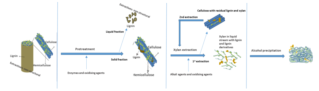 Xylan Extraction on EnXylaScope